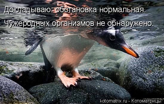 Докладываю: обстановка нормальная. Чужеродных организмов не обнаружено.... Котоматрица: Докладываю: обстановка нормальная. Чужеродных организмов не обнаружено.