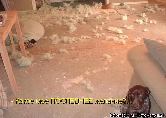 Котоматрица: - Какое мое ПОСЛЕДНЕЕ желание?...
