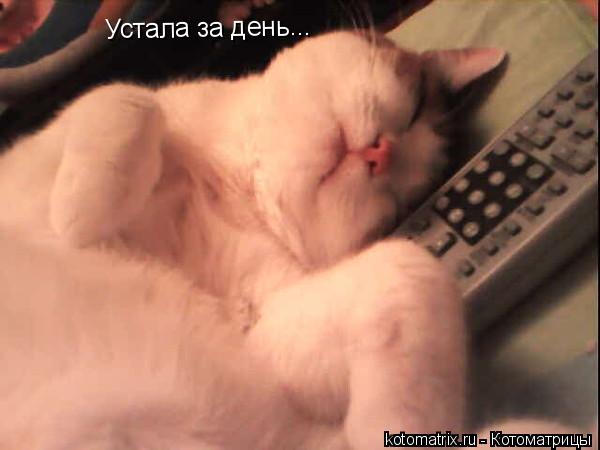 Устала за день...... Котоматрица: Устала за день...