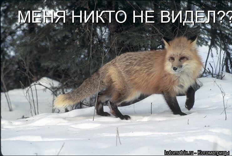 МЕНЯ НИКТО НЕ ВИДЕЛ??... Котоматрица: МЕНЯ НИКТО НЕ ВИДЕЛ??