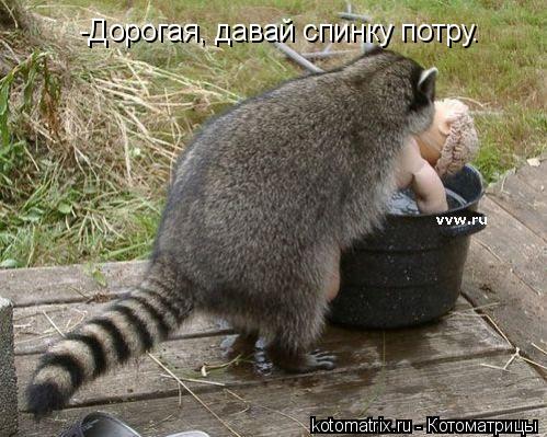 -Дорогая, давай спинку потру.... Котоматрица: -Дорогая, давай спинку потру.