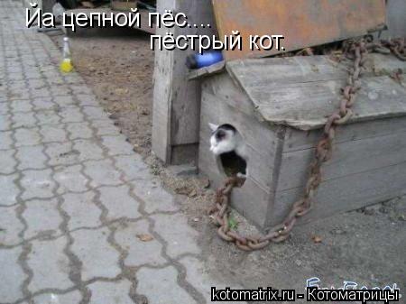 Йа цепной пёс.... пёстрый кот.... Котоматрица: Йа цепной пёс.... пёстрый кот.