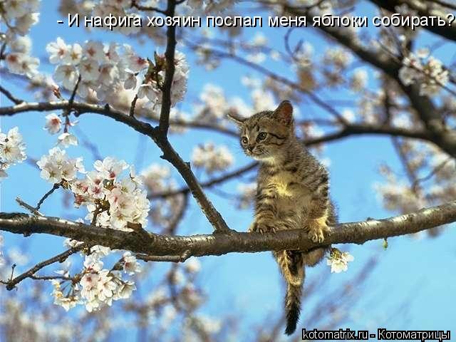 - И нафига хозяин послал меня яблоки собирать?....... Котоматрица: - И нафига хозяин послал меня яблоки собирать?....
