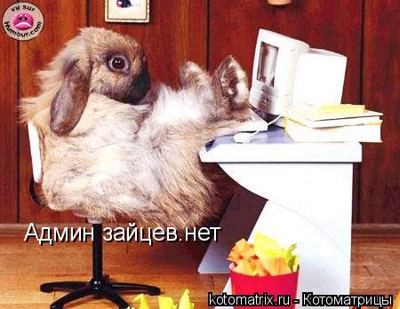 Котоматрица: Админ зайцев.нет