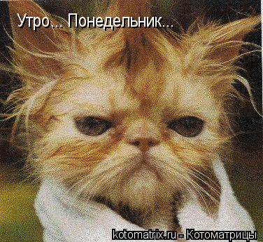 Утро... Понедельник...... Котоматрица: Утро... Понедельник...