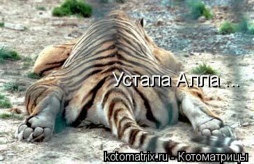 http://kotomatrix.ru/images/lolz/2008/05/24/Duq.jpg