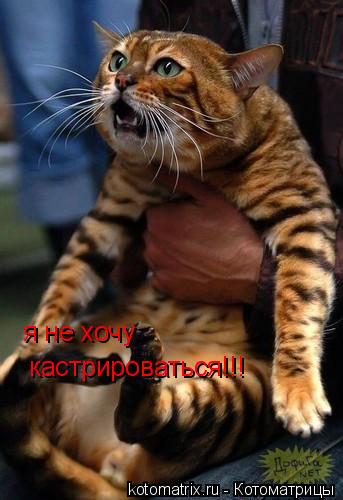 Котоматрица: я не хочу кастрироваться!!!
