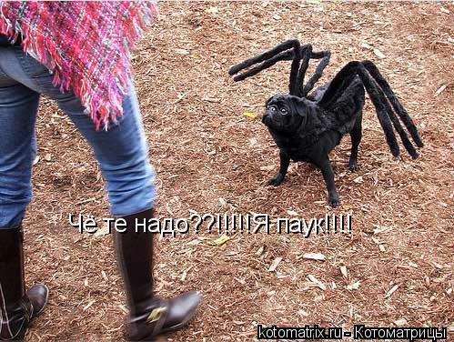 Чё те надо??!!!!!Я паук!!!!... Котоматрица: Чё те надо??!!!!!Я паук!!!!