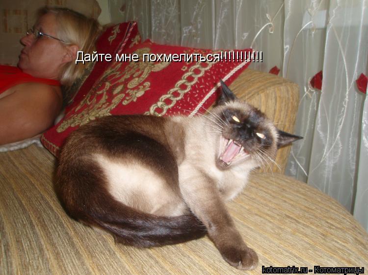 Дайте мне похмелиться!!!!!!!!!!!... Котоматрица: Дайте мне похмелиться!!!!!!!!!!!