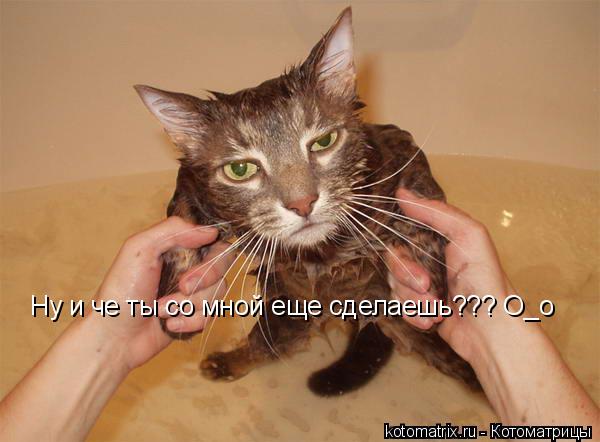Ну и че ты со мной еще сделаешь??? О_о... Котоматрица: Ну и че ты со мной еще сделаешь??? О_о