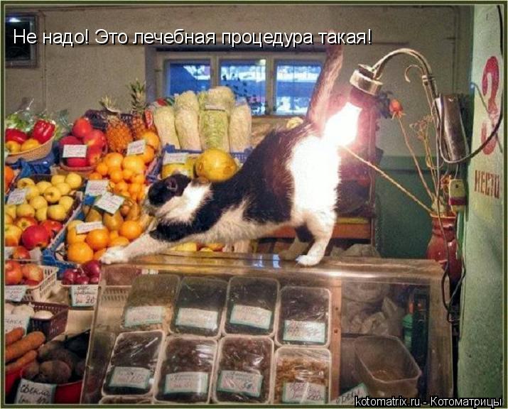 Не надо! Это лечебная процедура такая!... Котоматрица: Не надо! Это лечебная процедура такая!