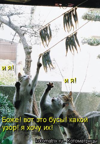 Боже! вот это бусы! какой узор! я хочу их! и я! и я!... Котоматрица: Боже! вот это бусы! какой узор! я хочу их! и я! и я!