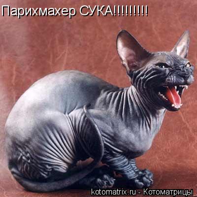Котоматрица: Парихмахер СУКА!!!!!!!!!