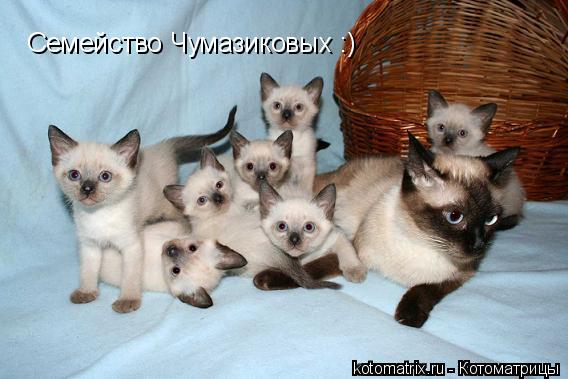 Семейство Чумазиковых :)... Котоматрица: Семейство Чумазиковых :)
