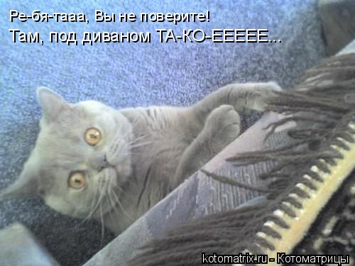 Ре-бя-тааа, Вы не поверите! Там, под диваном ТА-КО-ЕЕЕЕЕ...... Котоматрица: Ре-бя-тааа, Вы не поверите! Там, под диваном ТА-КО-ЕЕЕЕЕ...