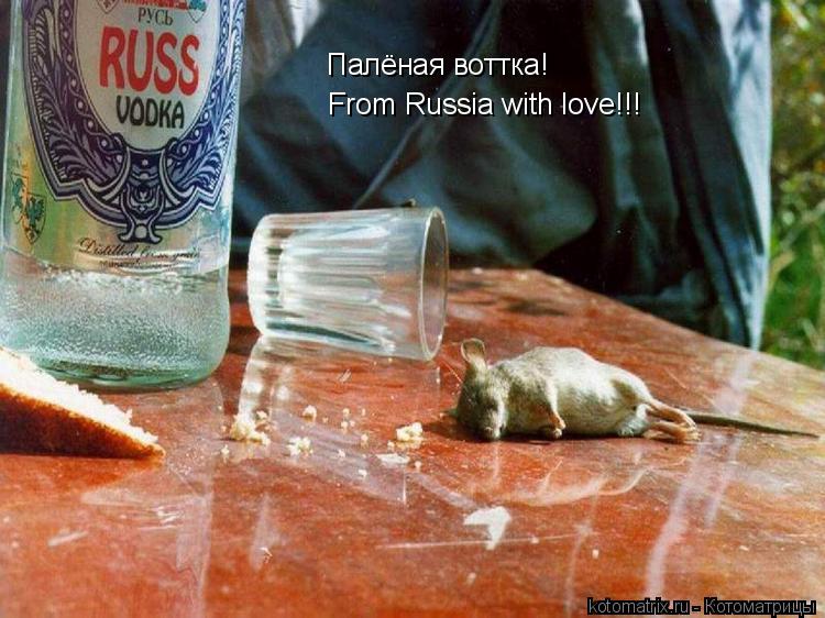 Палёная воттка! From Russia with love!!!... Котоматрица: Палёная воттка! From Russia with love!!!