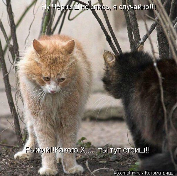 Ну Черныш не злись, я случайно!!! Рыжий!!Какого Х..... ты тут стоиш!!... Котоматрица: Ну Черныш не злись, я случайно!!! Рыжий!!Какого Х..... ты тут стоиш!!