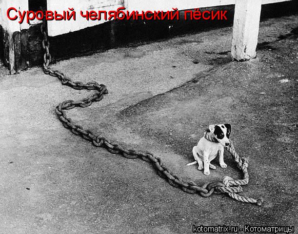 Суровый челябинский пёсик... Котоматрица: Суровый челябинский пёсик