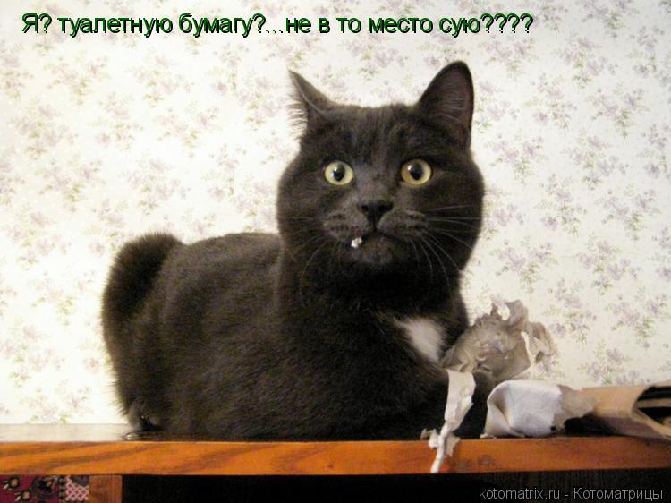 Котоматрица: Я? туалетную бумагу?...не в то место сую????