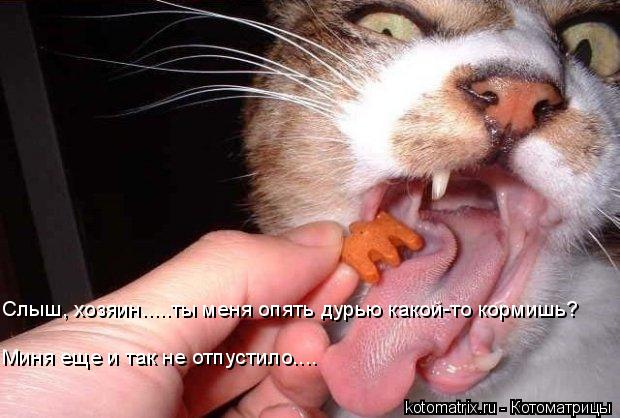 Слыш, хозяин.....ты меня опять дурью какой-то кормишь? Миня еще и так не отпустило....... Котоматрица: Слыш, хозяин.....ты меня опять дурью какой-то кормишь? Миня еще и так не отпустило....