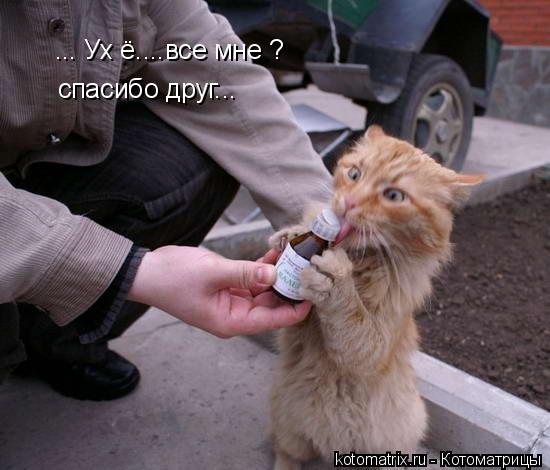 Котоматрица: ... Ух ё....все мне ? спасибо друг...