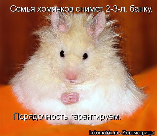 Котоматрица: Семья хомячков снимет 2-3-л. банку.  Порядочность гарантируем.