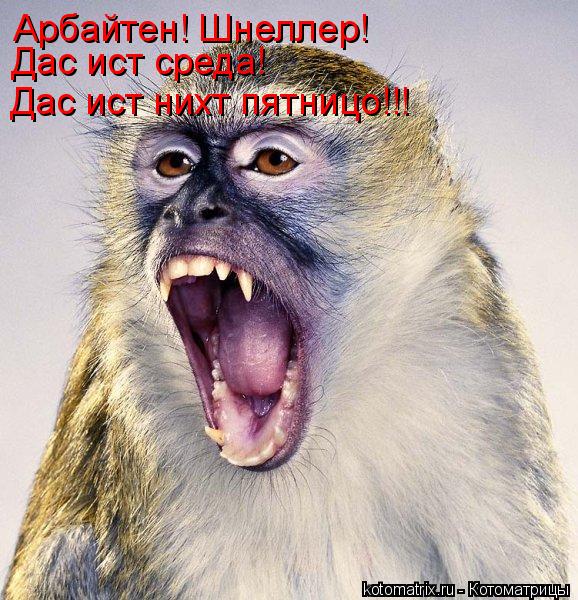 Арбайтен! Шнеллер! Дас ист среда! Дас ист нихт пятницо!!!... Котоматрица: Арбайтен! Шнеллер! Дас ист среда! Дас ист нихт пятницо!!!