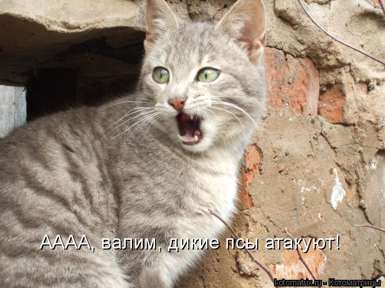 АААА, валим, дикие псы атакуют!... Котоматрица: АААА, валим, дикие псы атакуют!