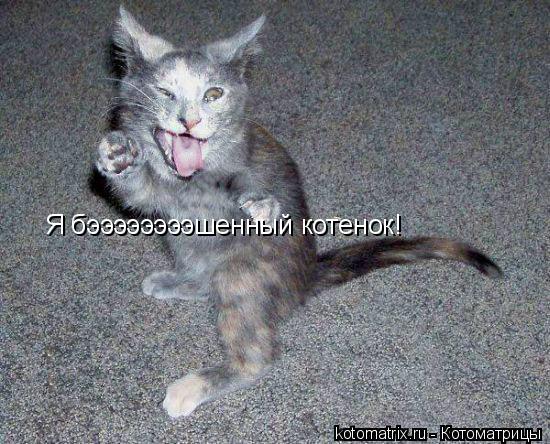 Котоматрица: Я бээээээээшенный котенок!