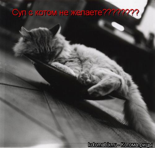 Суп с котом не желаете????????... Котоматрица: Суп с котом не желаете????????