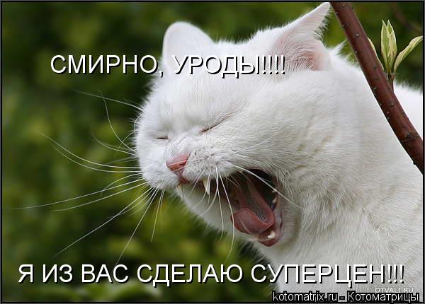 СМИРНО, УРОДЫ!!!! Я ИЗ ВАС СДЕЛАЮ СУПЕРЦЕН!!!... Котоматрица: СМИРНО, УРОДЫ!!!! Я ИЗ ВАС СДЕЛАЮ СУПЕРЦЕН!!!