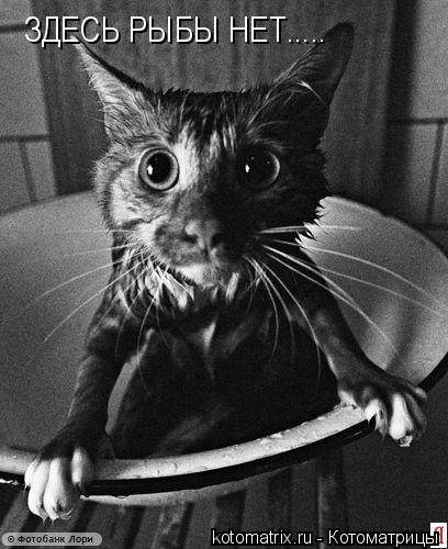 ЗДЕСЬ РЫБЫ НЕТ........ Котоматрица: ЗДЕСЬ РЫБЫ НЕТ.....