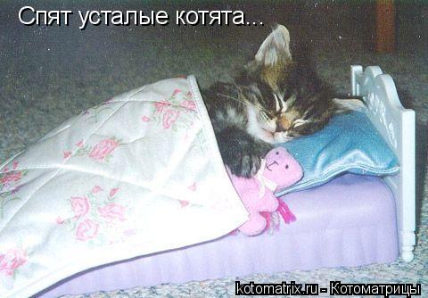 Котоматрица: Спят усталые котята...