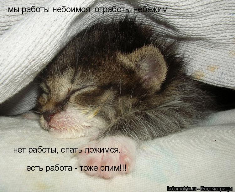 Котоматрица: мы работы небоимся, отработы небежим -  нет работы, спать ложимся... есть работа - тоже спим!!!