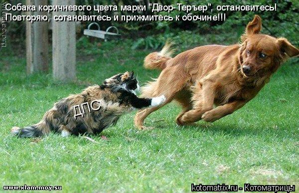 ДПС Собака коричневого цвета марки "Двор-Теръер", остановитесь! Повторяю, сотановитесь и прижмитесь ... Котоматрица: ДПС Собака коричневого цвета марки "Двор-Теръер", остановитесь! Повторяю, сотановитесь и прижмитесь к обочине!!!