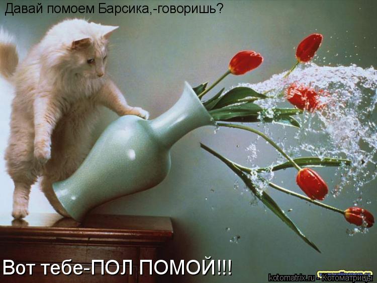 Котоматрица: Давай помоем Барсика,-говоришь? Вот тебе-ПОЛ ПОМОЙ!!!
