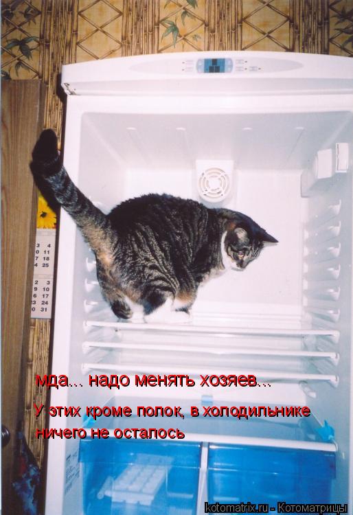 У этих кроме полок, в холодильнике ничего не осталось мда... надо менять хозяев...... Котоматрица: У этих кроме полок, в холодильнике ничего не осталось мда... надо менять хозяев...