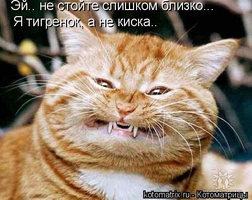 Эй.. не стойте слишком близко... Я тигренок, а не киска..... Котоматрица: Эй.. не стойте слишком близко... Я тигренок, а не киска..