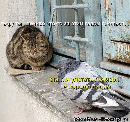 тьфу ты...лениво что-то за этим гадом гоняться.... ага....и улетать лениво.... А хорошо сидим!... Котоматрица: тьфу ты...лениво что-то за этим гадом гоняться.... ага....и улетать лениво.... А хорошо сидим!