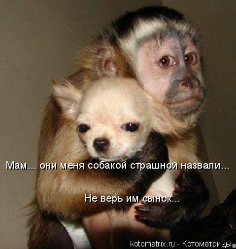 Не верь им сынок... Мам... они меня собакой страшной назвали...... Котоматрица: Не верь им сынок... Мам... они меня собакой страшной назвали...