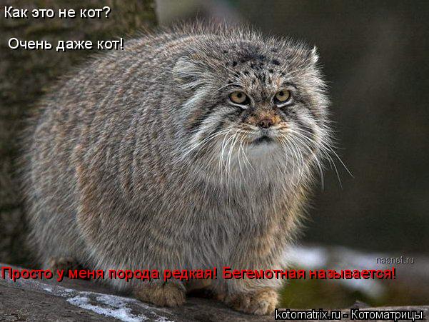 Котоматрица: Как это не кот?  Очень даже кот!   Просто у меня порода редкая! Бегемотная называется!