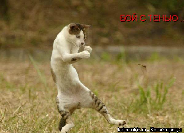 Котоматрица: БОЙ С ТЕНЬЮ .............