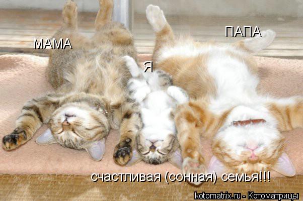 МАМА ПАПА Я счастливая (сонная) семья!!!... Котоматрица: МАМА ПАПА Я счастливая (сонная) семья!!!