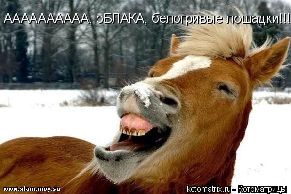 АААААААААА, оБЛАКА, белогривые лошадки!!!!!!!!!!... Котоматрица: АААААААААА, оБЛАКА, белогривые лошадки!!!!!!!!!!