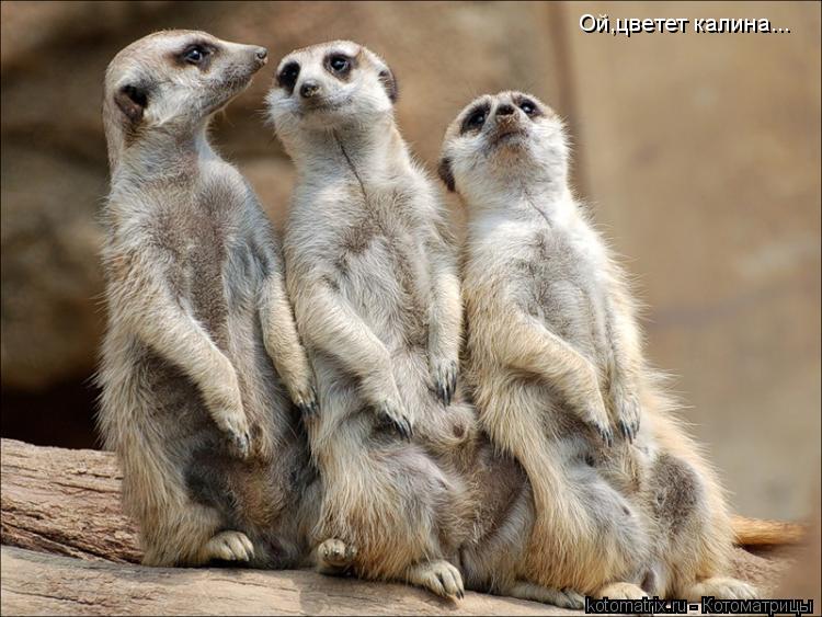 Котоматрица: Ой,цветет калина...