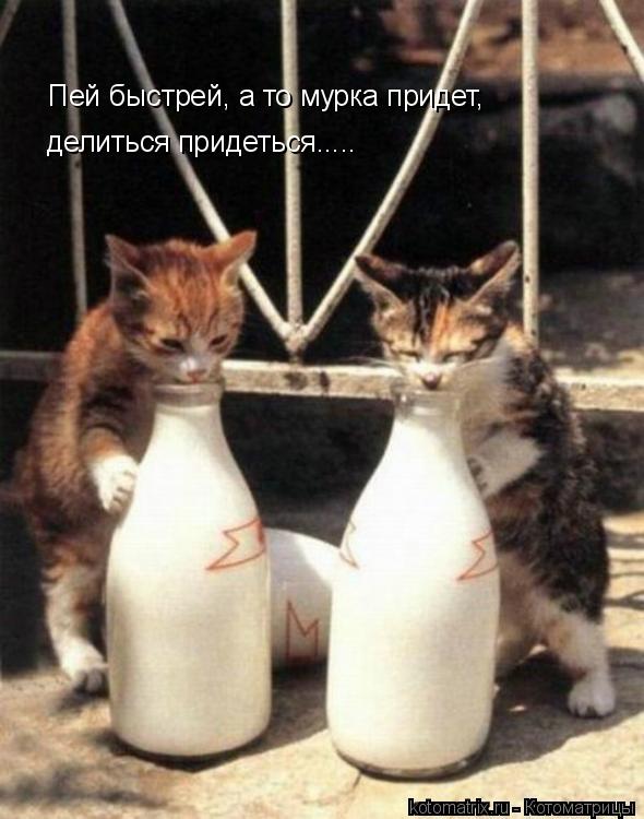 Пей быстрей, а то мурка придет, делиться придеться........ Котоматрица: Пей быстрей, а то мурка придет, делиться придеться.....