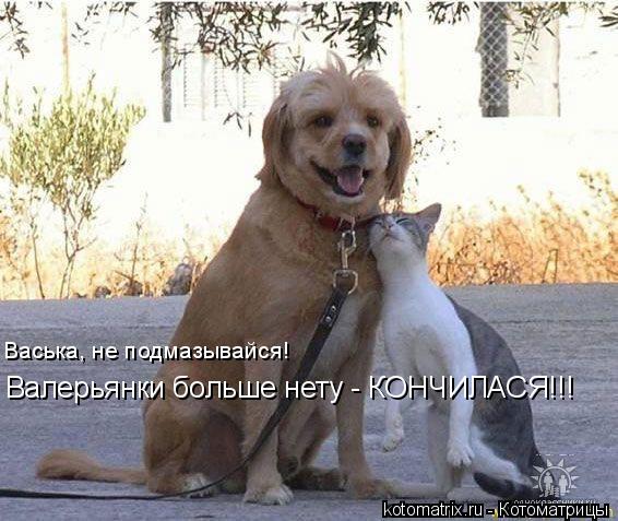 Васька, не подмазывайся! Валерьянки больше нету - КОНЧИЛАСЯ!!!... Котоматрица: Васька, не подмазывайся! Валерьянки больше нету - КОНЧИЛАСЯ!!!