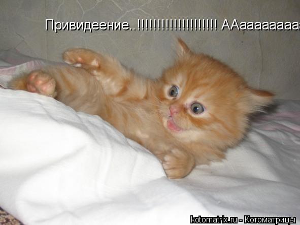 Привидеение..!!!!!!!!!!!!!!!!!!!! ААаааааааааааааа!... Котоматрица: Привидеение..!!!!!!!!!!!!!!!!!!!! ААаааааааааааааа!