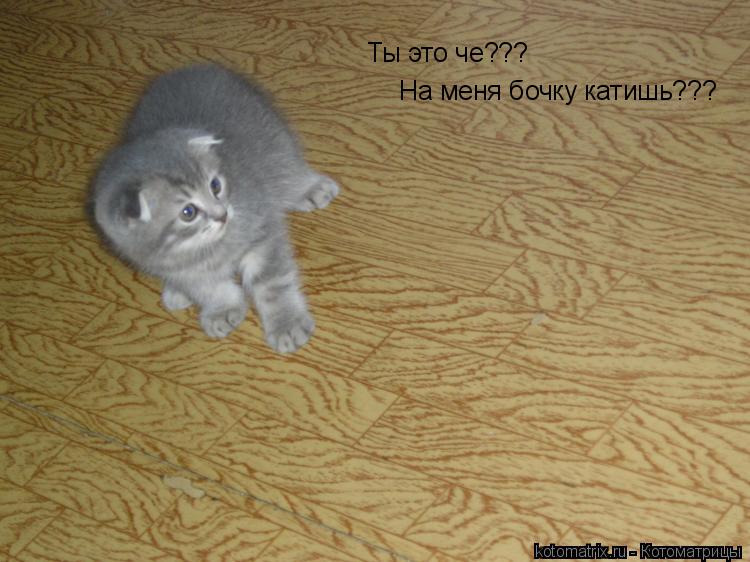 Ты это че??? На меня бочку катишь???... Котоматрица: Ты это че??? На меня бочку катишь???
