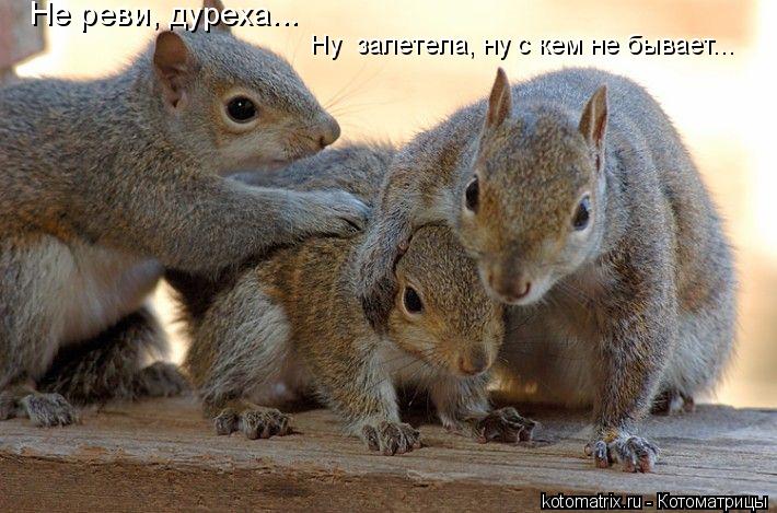 Котоматрица: Не реви, дуреха... Ну  залетела, ну с кем не бывает...